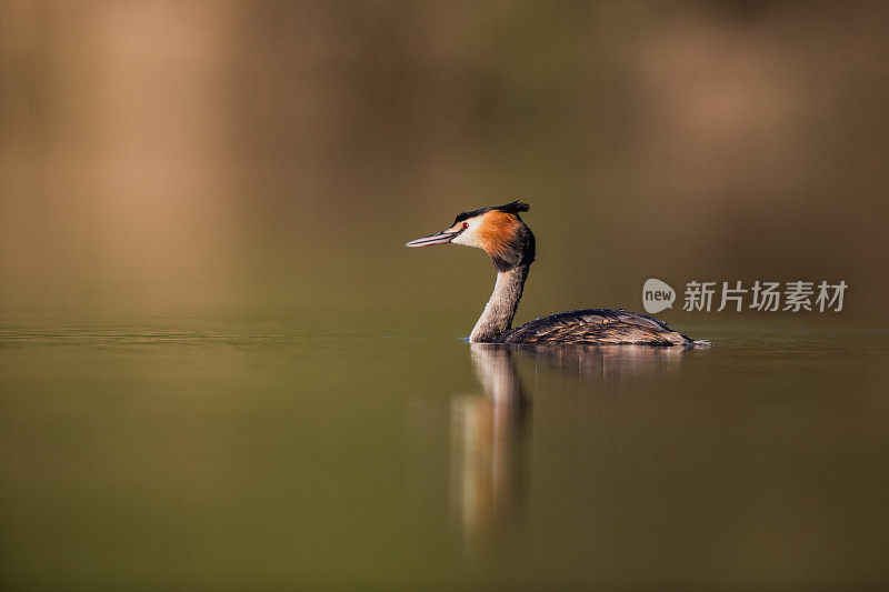 大山脊grebe (Podiceps crista)